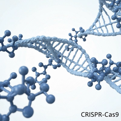 CRISPR-Genschere in Aktion